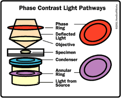 phase microscopes