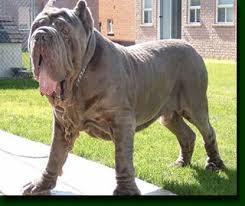 Neapolitan Mastiffs