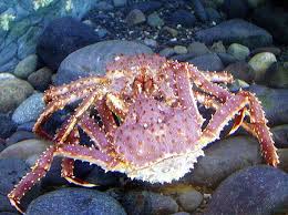 king crab pictures