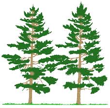 pine tree clip