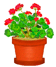 geranium plant
