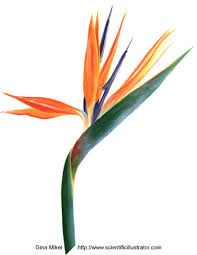 bird of paradise