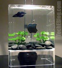 aquariums cube