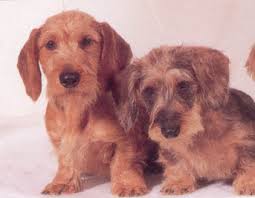wire hair dachshund
