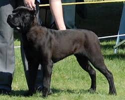 Cane Corso Mastiff Cane Corso