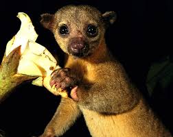 kinkajou predators