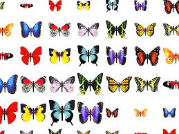 صور فراشات Butterflies