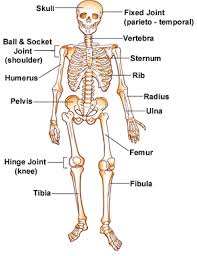 skeleton