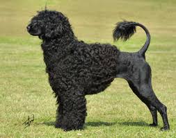 portuguese dog