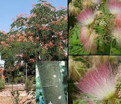 albizia