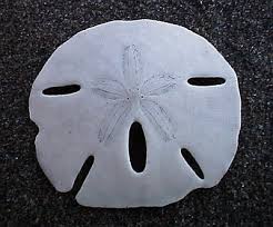 Sand Dollar, Sand Dollar