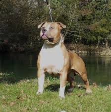 chien american