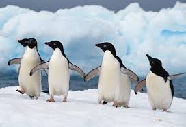 bird dancing
