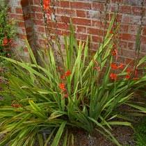 watsonia