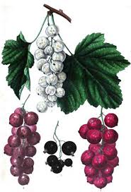 currant liquer