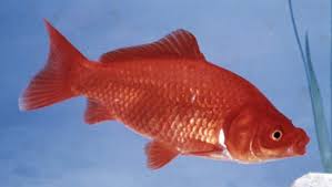 goldfish carassius auratus