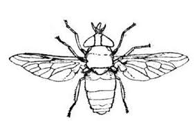 insect coloring page