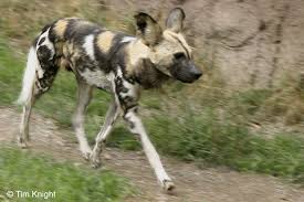 african wild dog