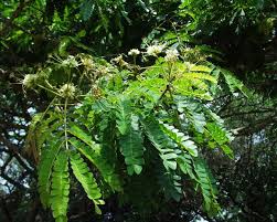 albizia adianthifolia