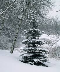 pine trees snow