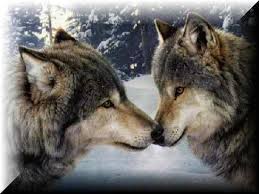 Two Wolves