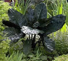 black elephant ears