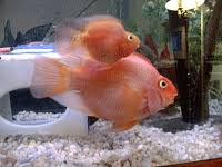 jelly bean cichlid