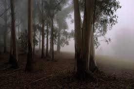 in the dark dark wood