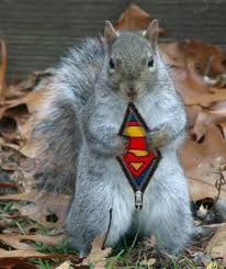 star wars squirrels