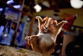 ninja hamster