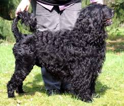 dog for