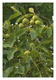 walnut tree