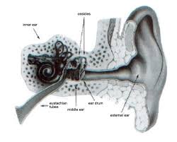 submucous cleft palate