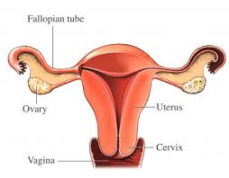 fallen uterus