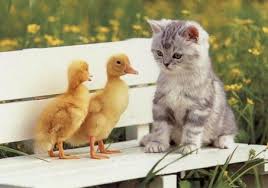 gatos bonitos