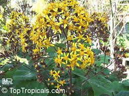 senecio petasitis