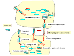 by Listeria monocytogenes