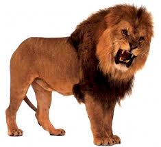 lions pics