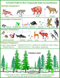 forest food chains