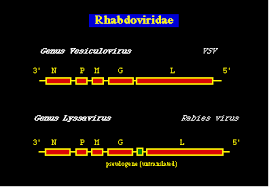 virus de la rabia