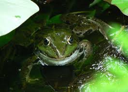 all kinds of frogs