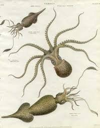 octopus and squid