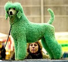 dye dog hair