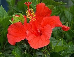 red hibiscus