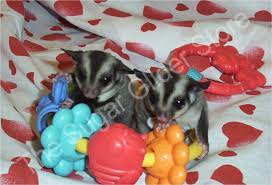 sugar glider pets