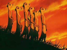 lion king wallpapers