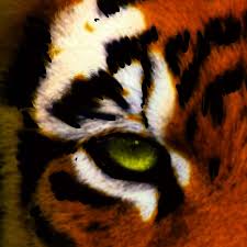 eye of a tiger