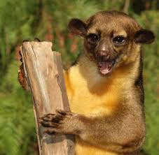 kinkajou predators