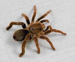 king baboon tarantula