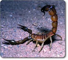 لدغة العقرب لشهرة المنتدى  Death-stalker-scorpion